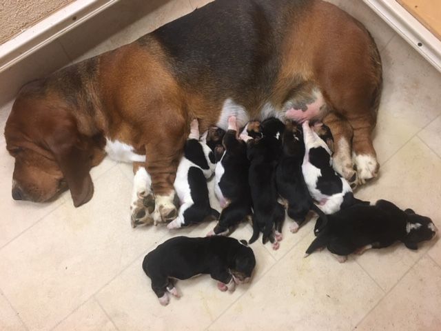 Stéphane Louis - Basset Hound - Portée née le 20/04/2020