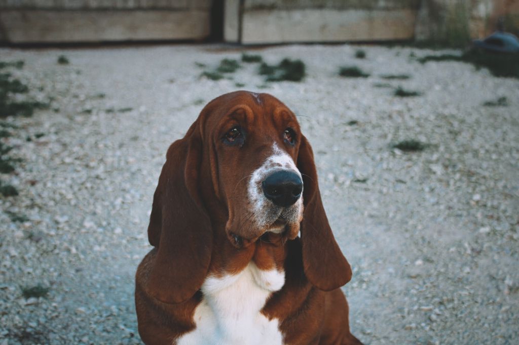 Nos hounds...