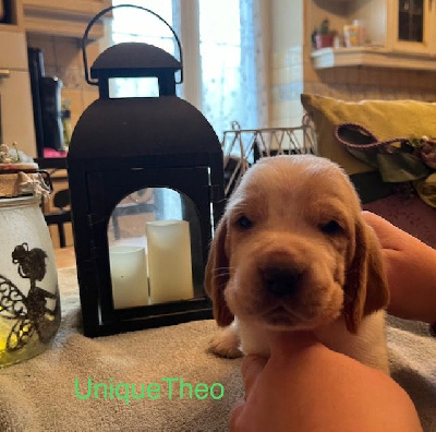 CHIOT 2